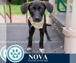 Small #2 Labrador Retriever Mix