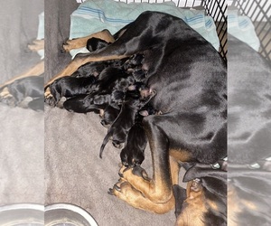 Black and Tan Coonhound Puppy for sale in DELTONA, FL, USA