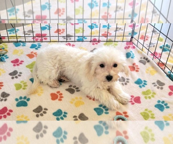 Medium Photo #10 Maltipoo (Toy) Puppy For Sale in ORO VALLEY, AZ, USA