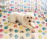 Small #9 Maltipoo (Toy)