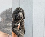 Small Photo #1 Poodle (Standard) Puppy For Sale in LITHIA, FL, USA