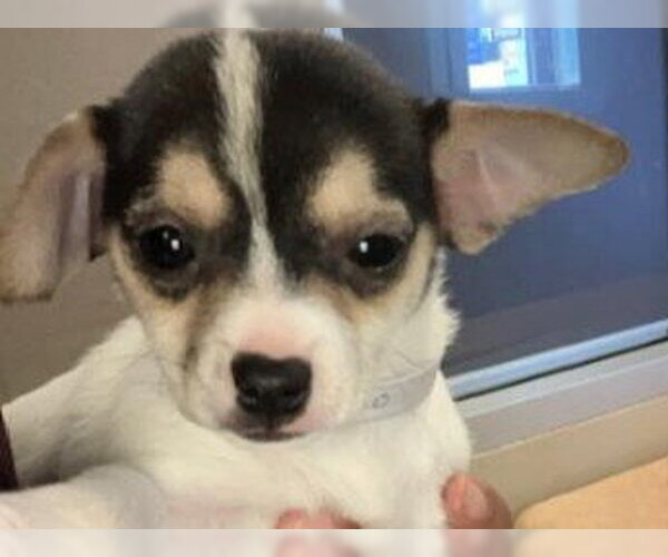 Medium Photo #1 Chihuahua Puppy For Sale in Redwood City, CA, USA