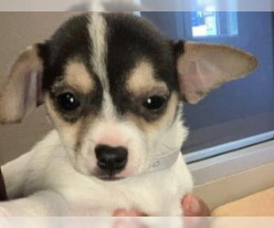 Chihuahua Dogs for adoption in Redwood City, CA, USA