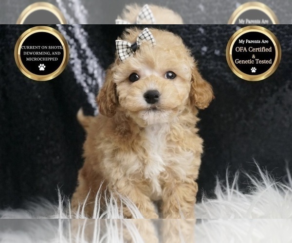 Medium Photo #55 Maltipoo Puppy For Sale in WARSAW, IN, USA