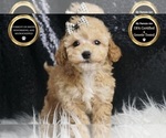 Small Photo #55 Maltipoo Puppy For Sale in WARSAW, IN, USA