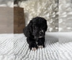 Small #7 Bernedoodle