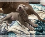 Small #2 American Bully