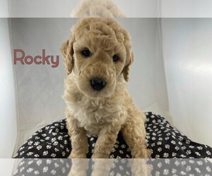 Goldendoodle-Poodle (Standard) Mix Puppy for sale in WINSTON SALEM, NC, USA