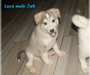 Alaskan Klee Kai-Siberian Husky Mix Puppy for sale in BANDON, OR, USA