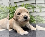 Puppy Toast Golden Retriever