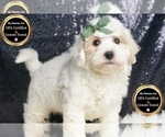 Puppy Ajax F1 Maltipoo