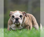 Small #11 Bulldog
