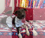 Small #1 Labrador Retriever Mix