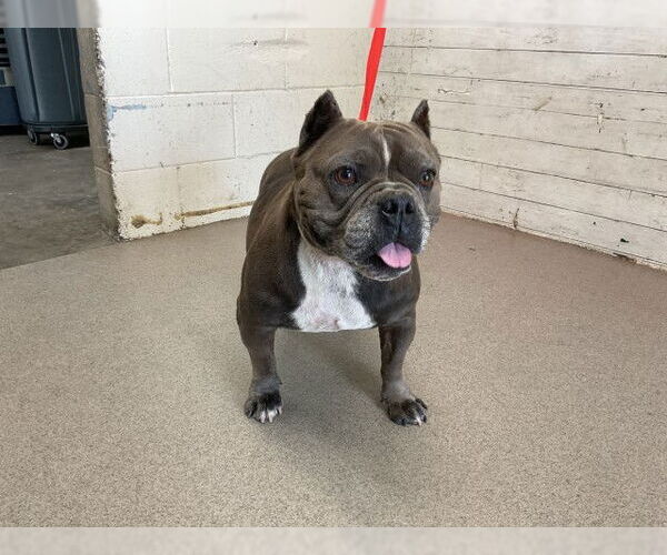 Medium Photo #1 Mutt Puppy For Sale in San Bernardino, CA, USA