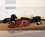 Small Photo #6 Great Dane Puppy For Sale in Bullard, TX, USA