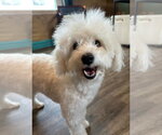 Small #8 Maltipoo (Miniature)