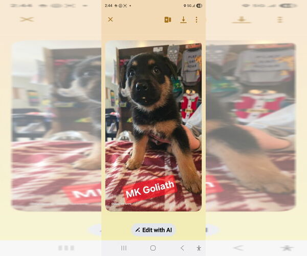 Medium Photo #1 Shepweiller Puppy For Sale in Foristell, MO, USA