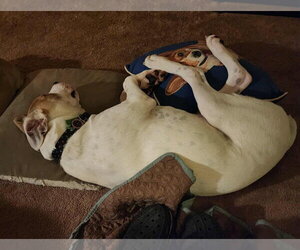 Maxwell (1yo,50lbs) - Male Boxer-Unknown Mix Dog for Adoption - Photo #6
