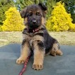 Small Photo #14 German Shepherd Dog Puppy For Sale in CASTLE ROCK, WA, USA