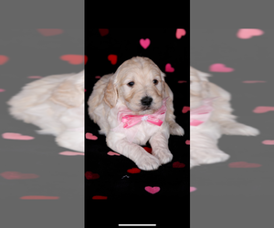 Goldendoodle Puppy for sale in MC CONNELLSBURG, PA, USA