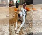 Small Photo #2 Mutt Puppy For Sale in Mundelein, IL, USA