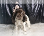Small Photo #99 Cocker Spaniel Puppy For Sale in WARSAW, IN, USA
