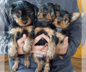 Yorkshire Terrier Puppy for sale in FRYTOWN, IA, USA