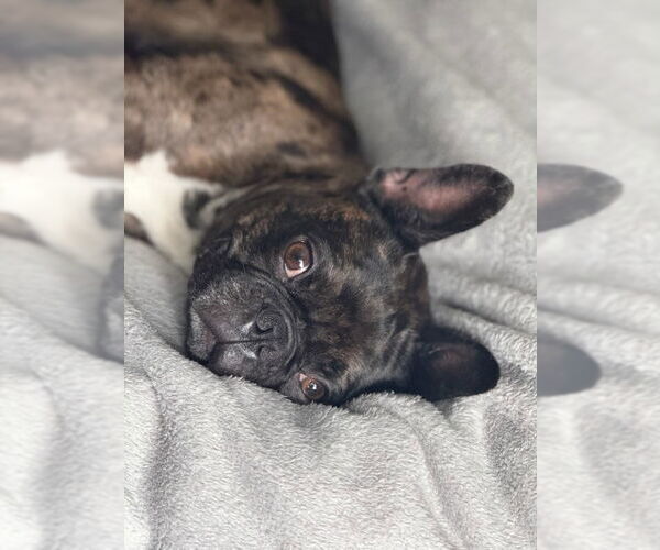 Medium Photo #4 Faux Frenchbo Bulldog Puppy For Sale in Dublin, OH, USA