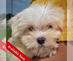 Maltese Dogs for adoption in Huntley, IL, USA