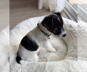 Jack Russell Terrier Puppy for sale in ELK GROVE, CA, USA