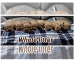 Image preview for Ad Listing. Nickname: Litter of 9
