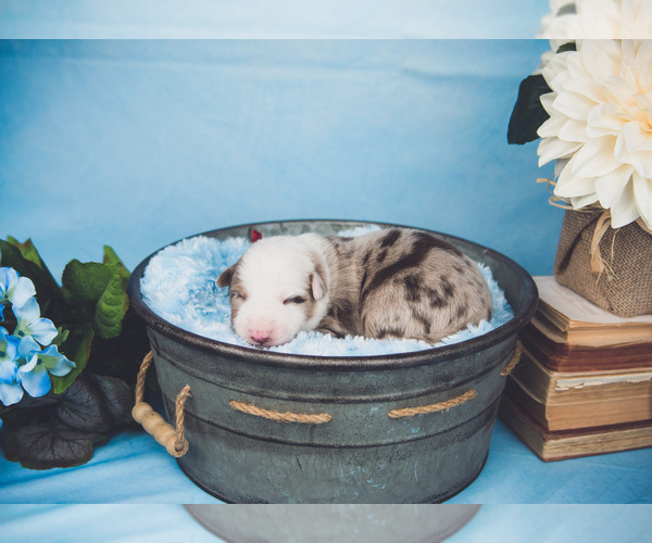 Medium Photo #23 Border Collie Puppy For Sale in STRAFFORD, MO, USA