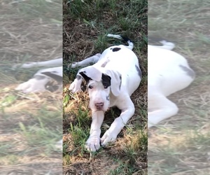 Great Dane Puppy for sale in COULTERVILLE, CA, USA
