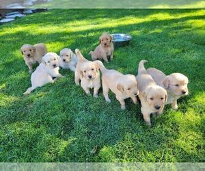 Cavapoo Litter for sale in MERIDIAN, ID, USA