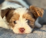 Small #4 Yorkshire Terrier
