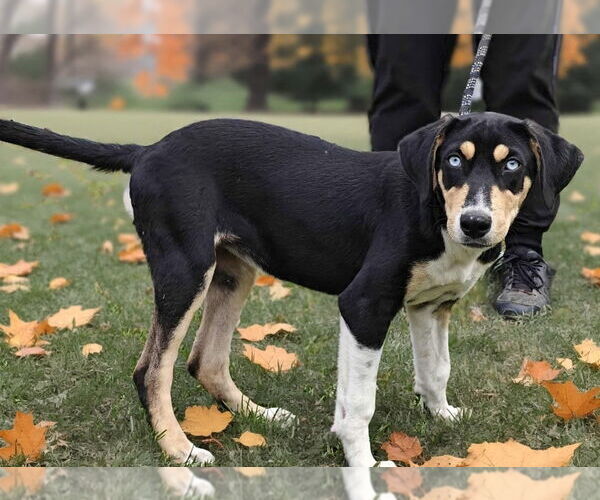 Medium Photo #7 Catahoula Leopard Dog-Unknown Mix Puppy For Sale in Talladega, AL, USA