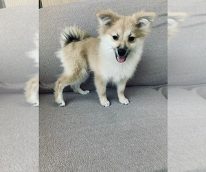 Pomeranian Puppy for sale in EAST END, CT, USA