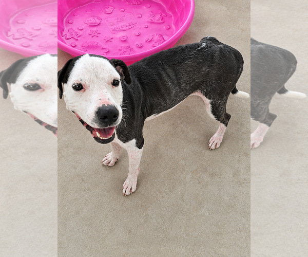 Medium Photo #3 Mutt Puppy For Sale in Rustburg, VA, USA