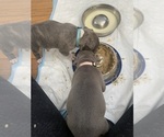 Small Photo #30 American Bully Puppy For Sale in NAUGATUCK, CT, USA