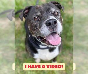 American Bulldog Dogs for adoption in Forestville, MD, USA