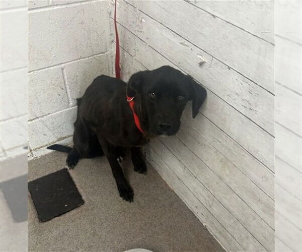 Medium Photo #1 Labrador Retriever Puppy For Sale in San Bernardino, CA, USA