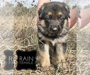German Shepherd Dog Puppy for sale in STEVENS POINT, WI, USA