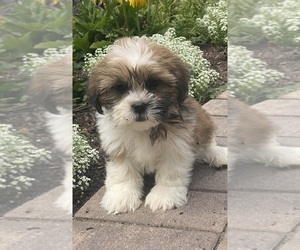 Shih Apso Puppy for sale in CANOGA, NY, USA