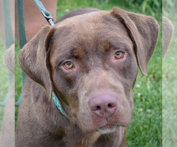 Medium Photo #5 - Mix Puppy For Sale in Huntley, IL, USA