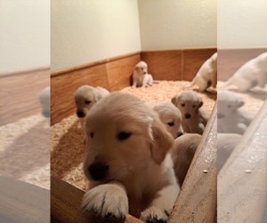 Golden Retriever Puppy for Sale in CITRUS HEIGHTS, California USA