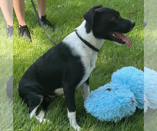 Medium Photo #3 Labrador Retriever-Unknown Mix Puppy For Sale in Yardley, PA, USA
