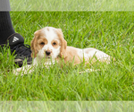 Small #1 Cocker Spaniel