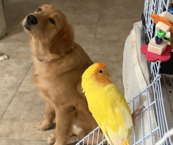 Medium Photo #9 English Cream Golden Retriever Puppy For Sale in ORLANDO, FL, USA