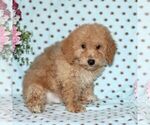 Small Photo #3 Bichpoo Puppy For Sale in RISING SUN, MD, USA