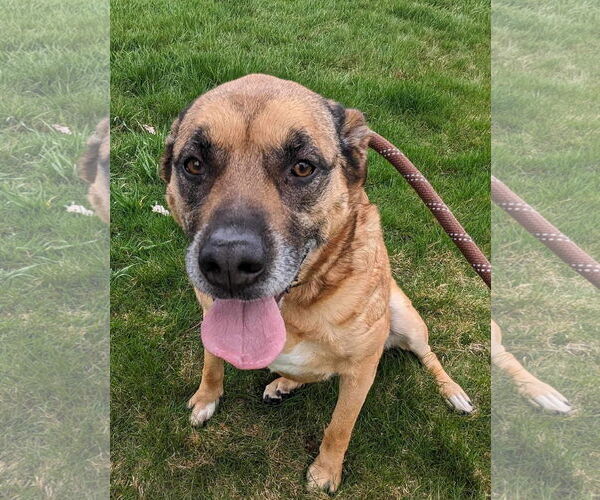 Medium Photo #5 Mutt Puppy For Sale in Minneapolis, MN, USA